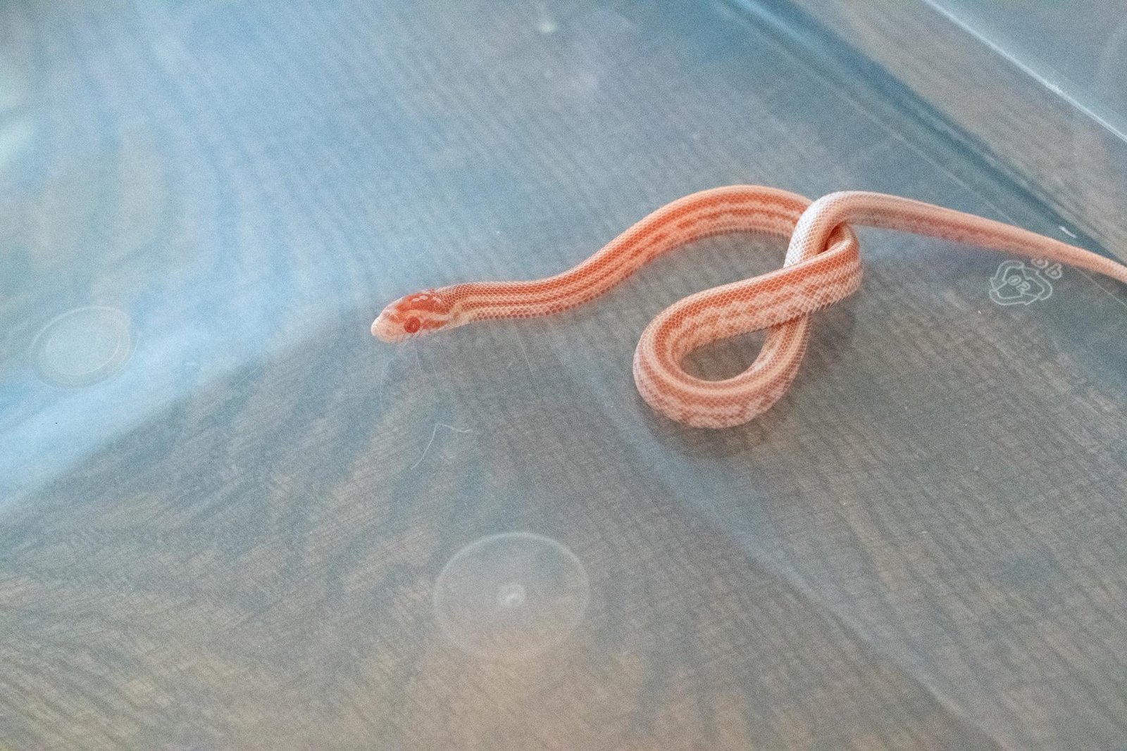 An amel tessera corn snake