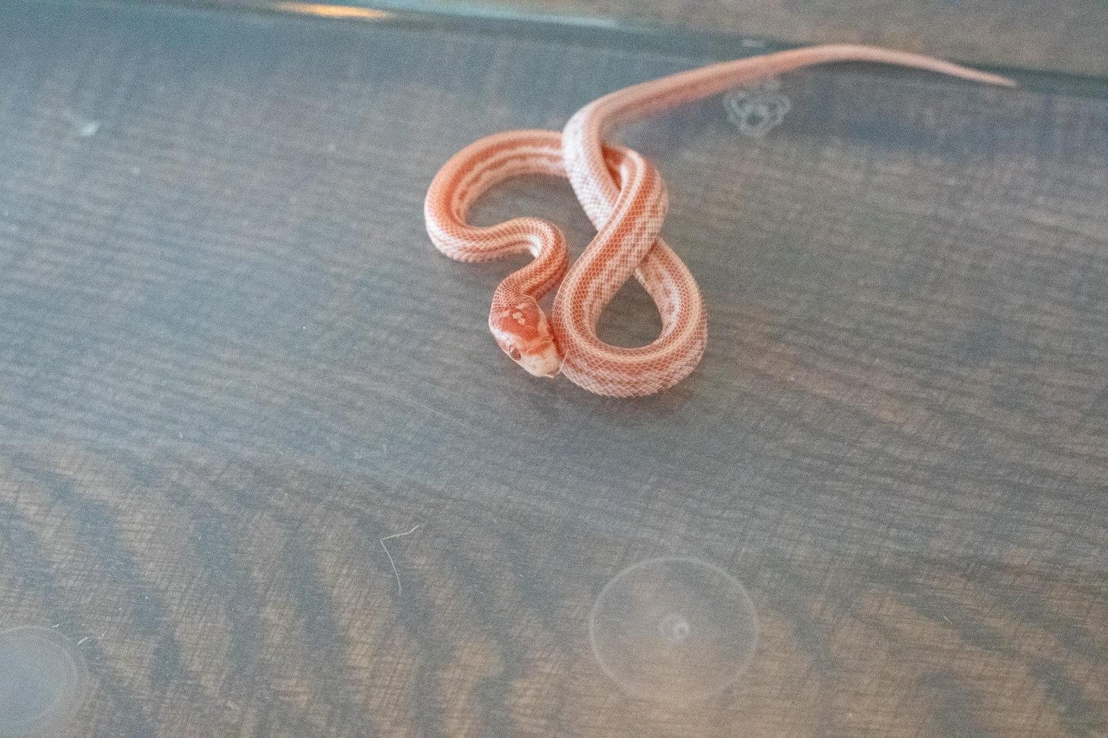 An amel tessera corn snake