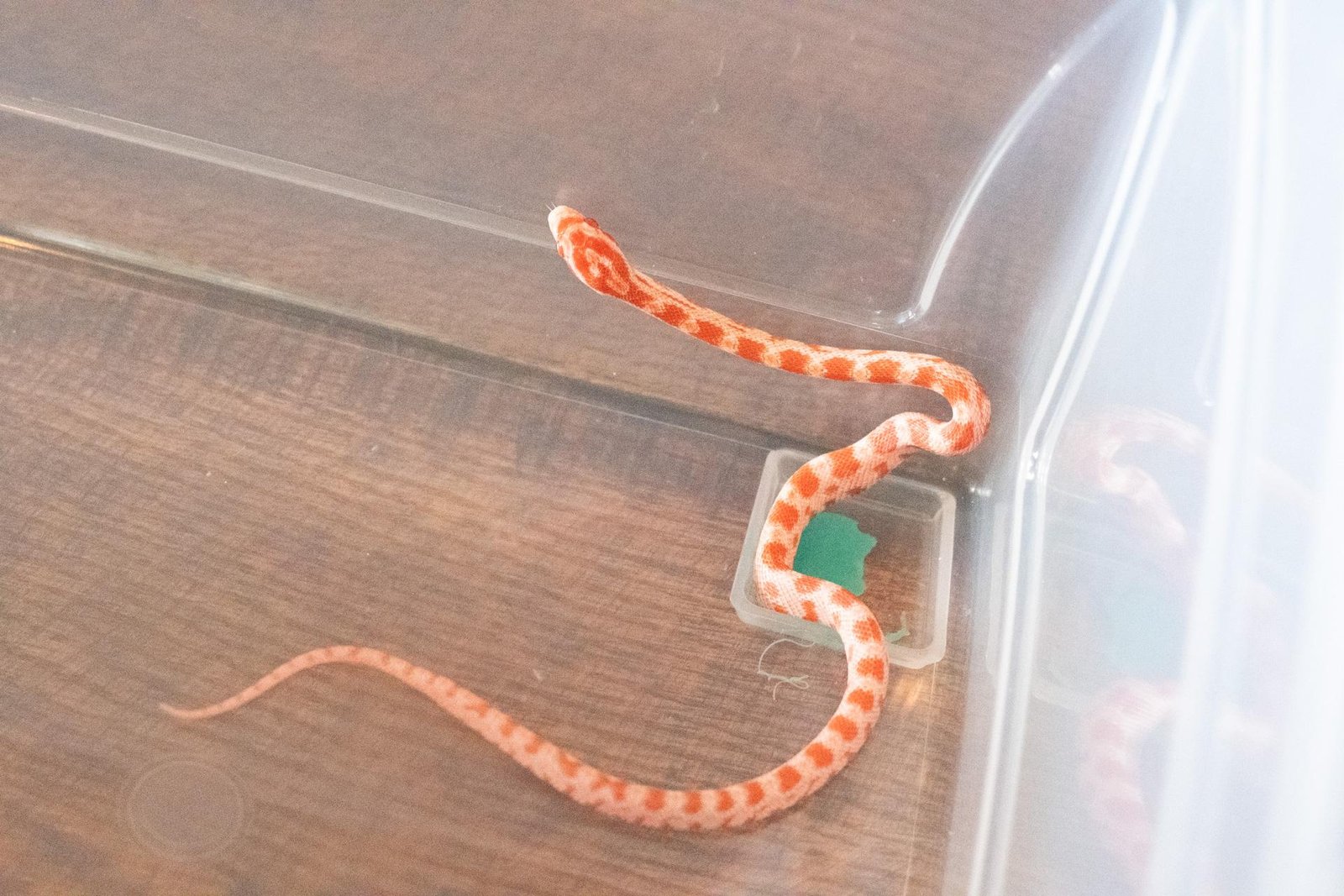 An amel corn snake