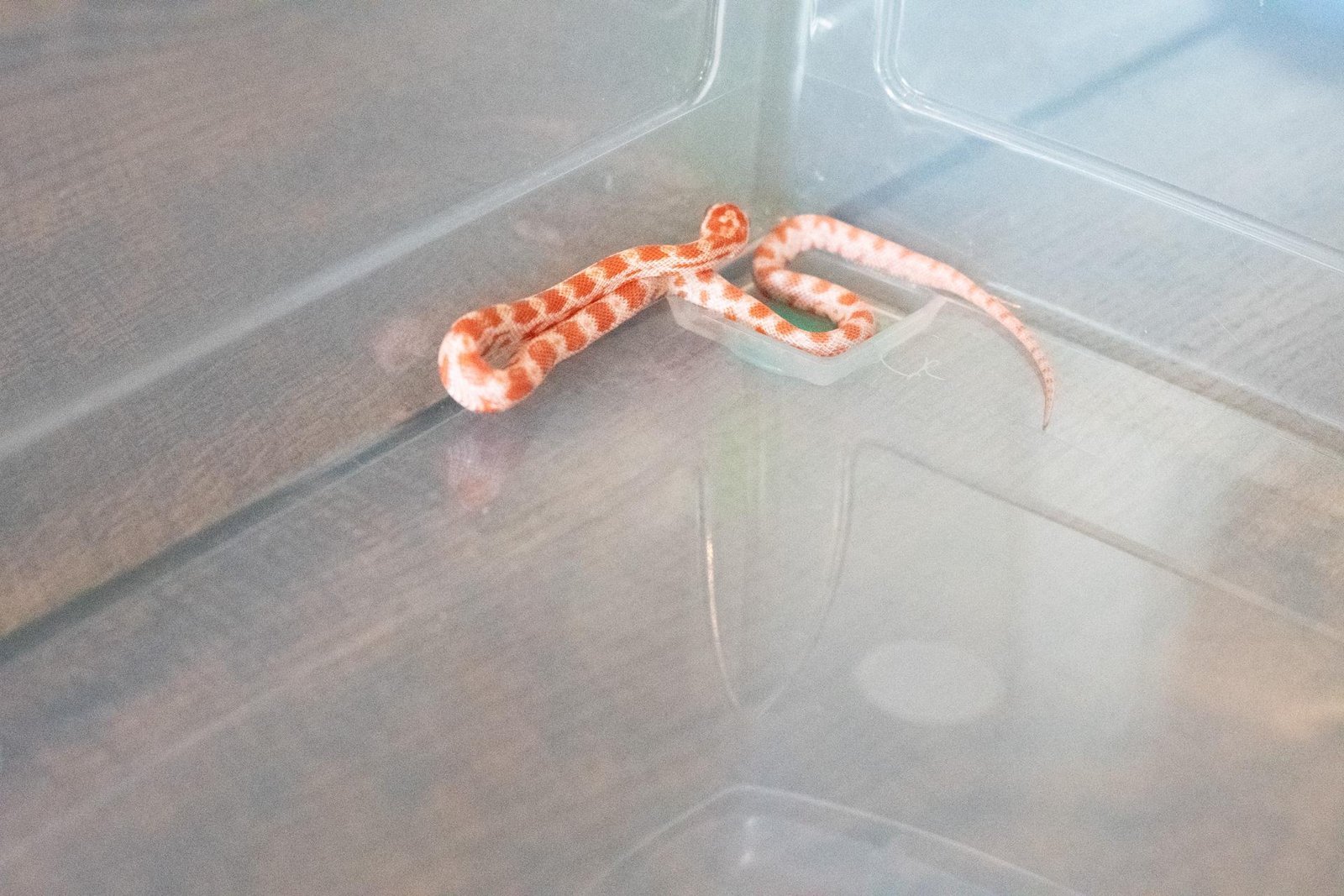 An amel corn snake