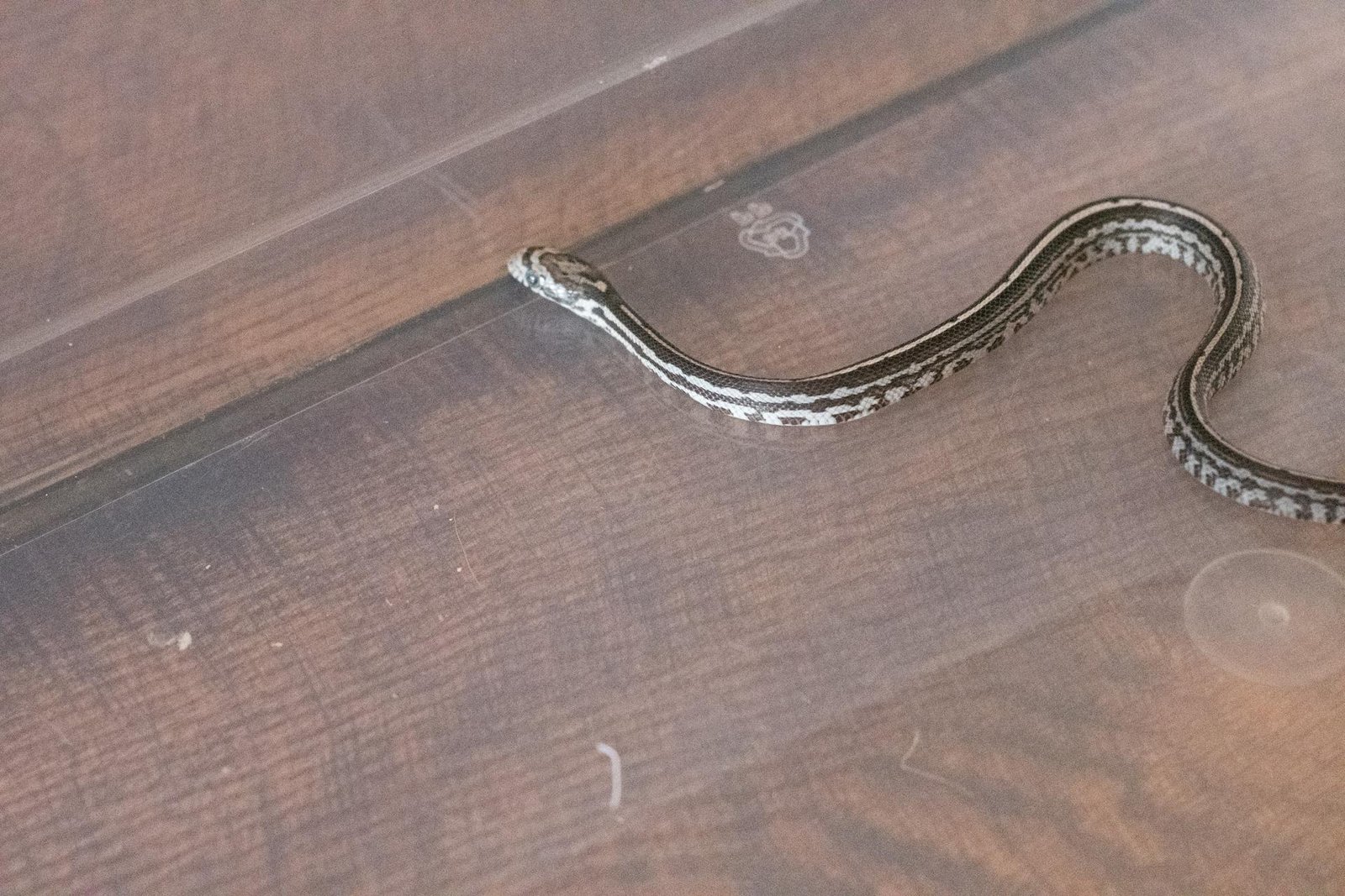 An anery tessera corn snake