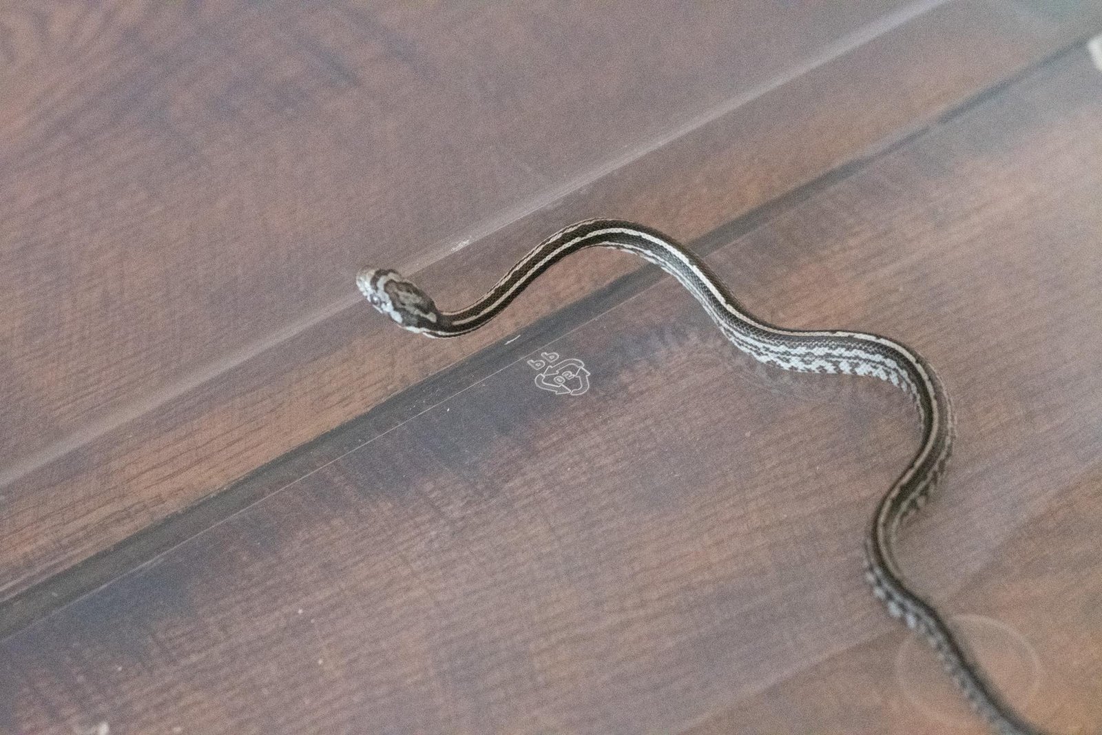 An anery tessera corn snake