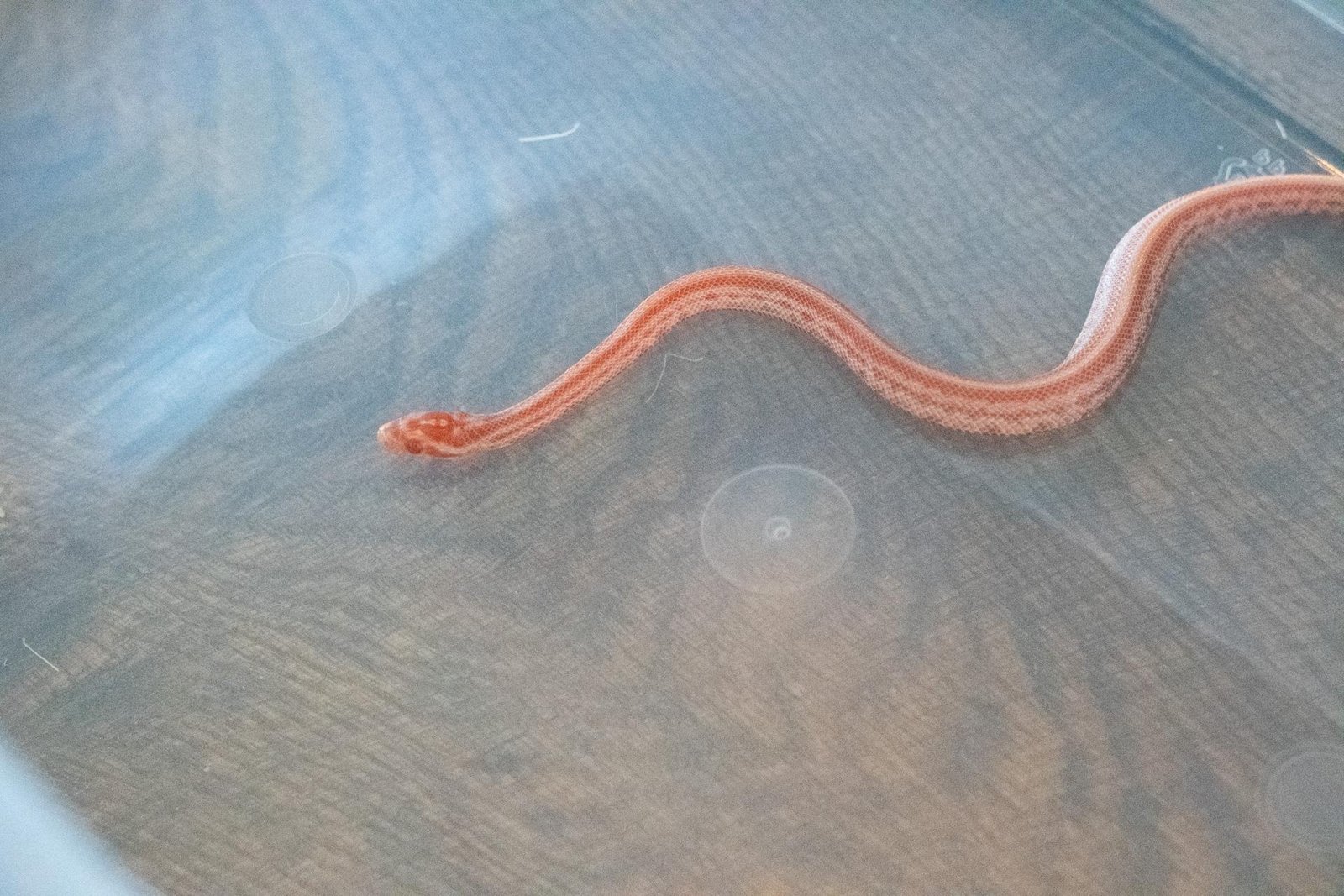 An amel tessera corn snake