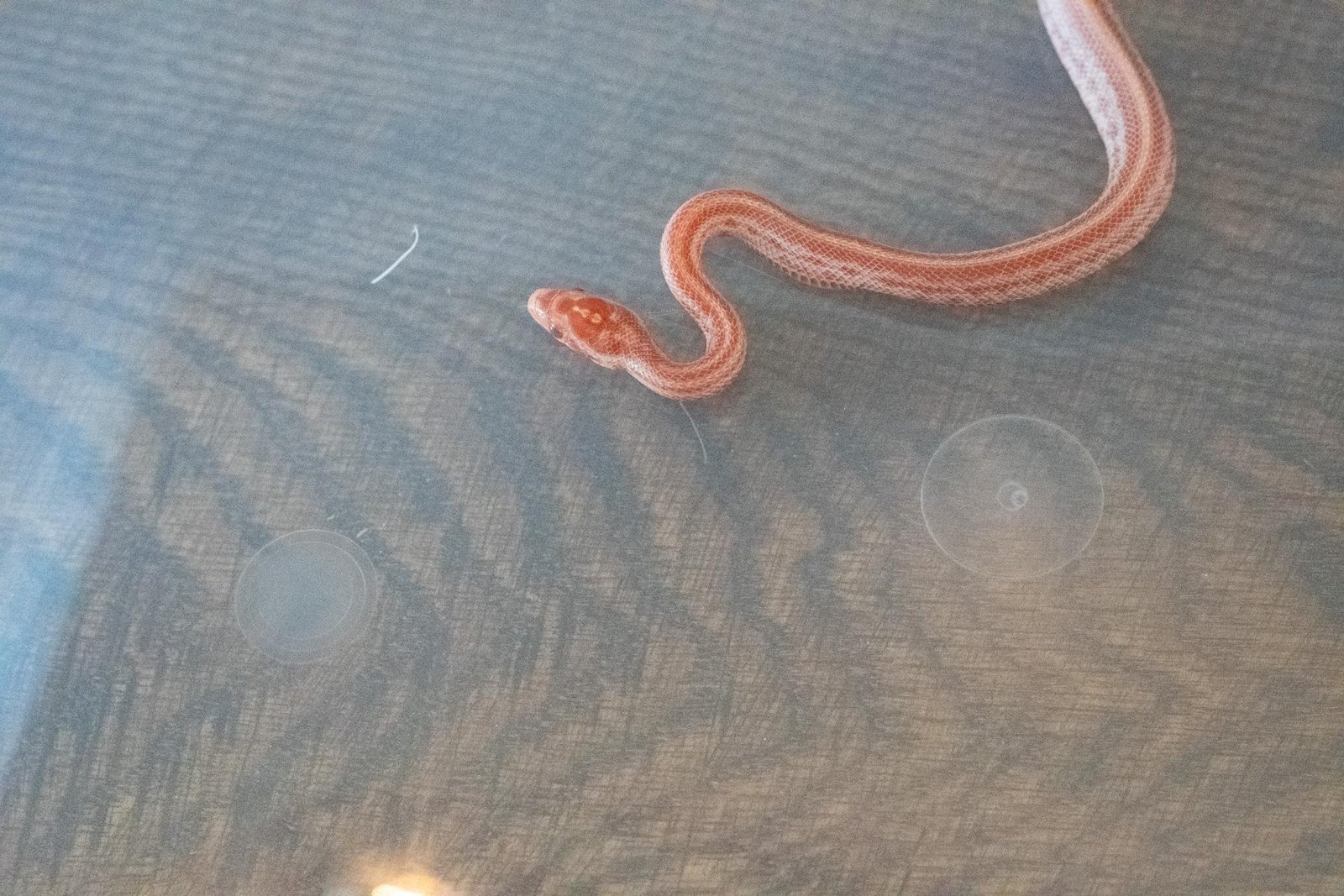 An amel tessera corn snake