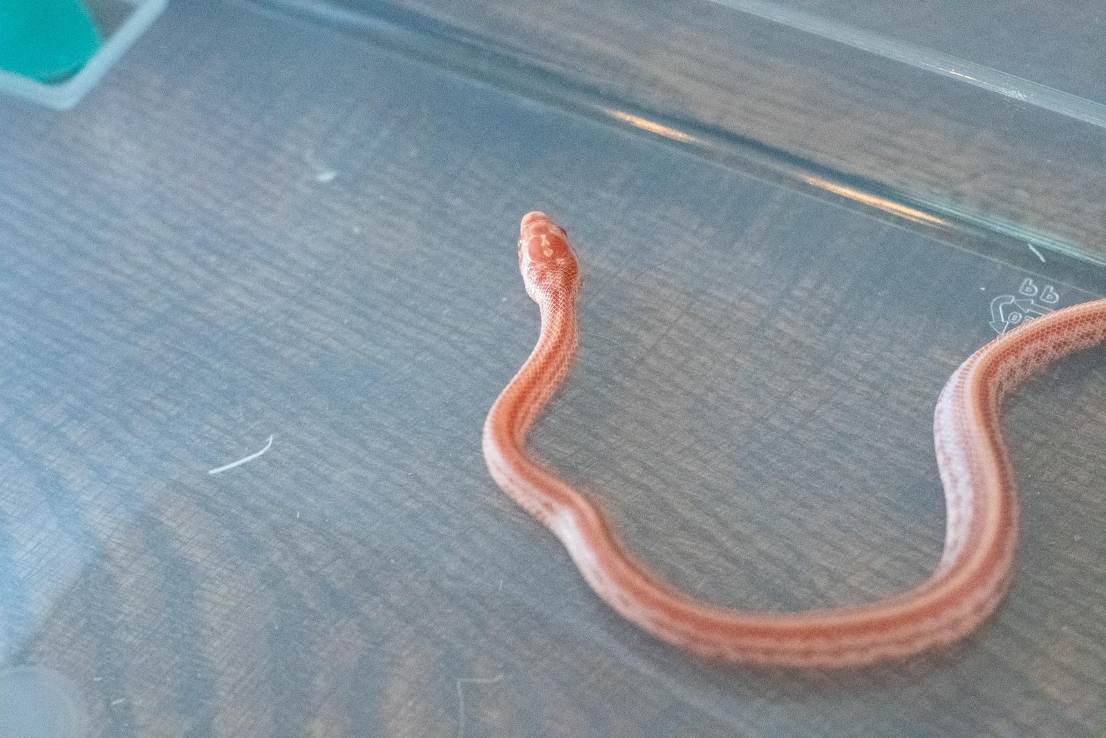 An amel tessera corn snake