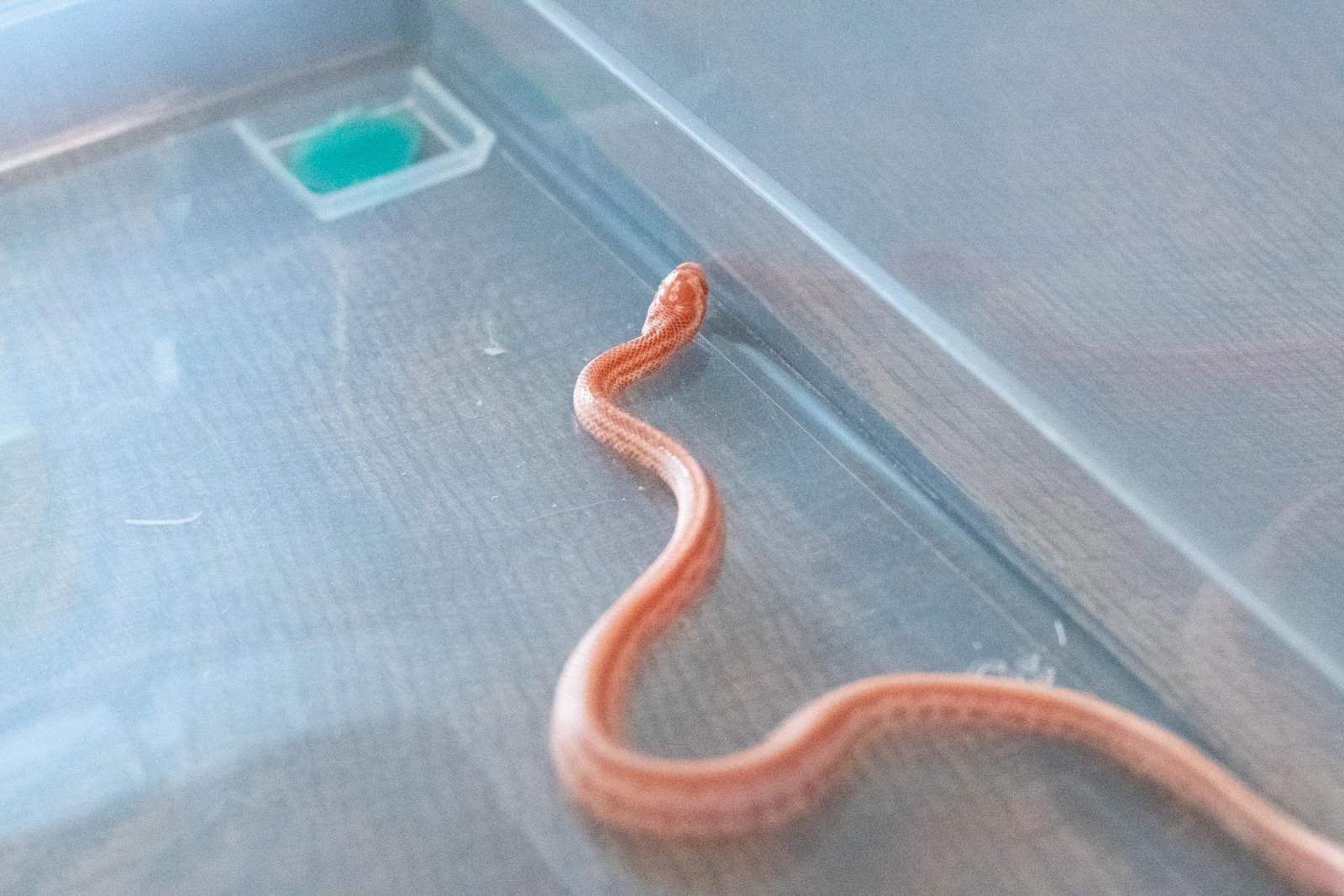 An amel tessera corn snake