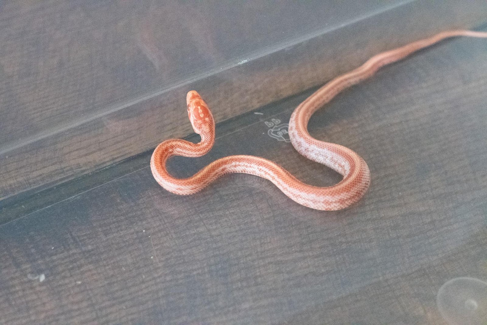 An amel tessera corn snake