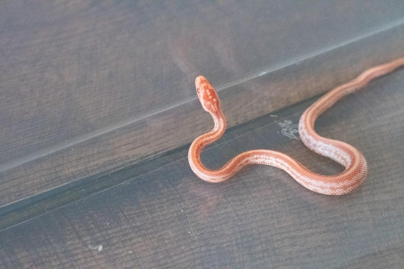 An amel tessera corn snake