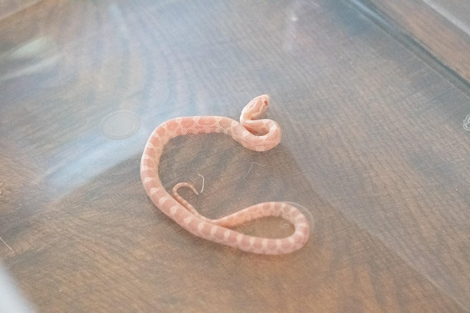 A snow corn snake