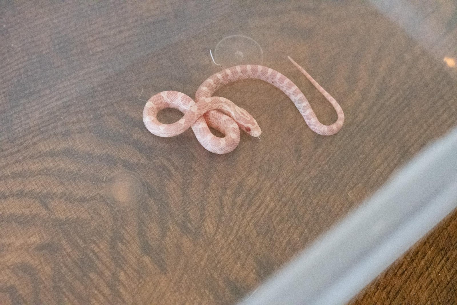 A snow corn snake