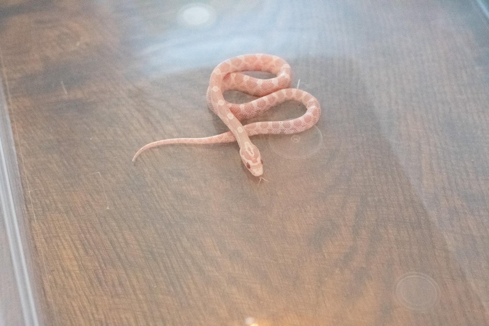 A snow corn snake