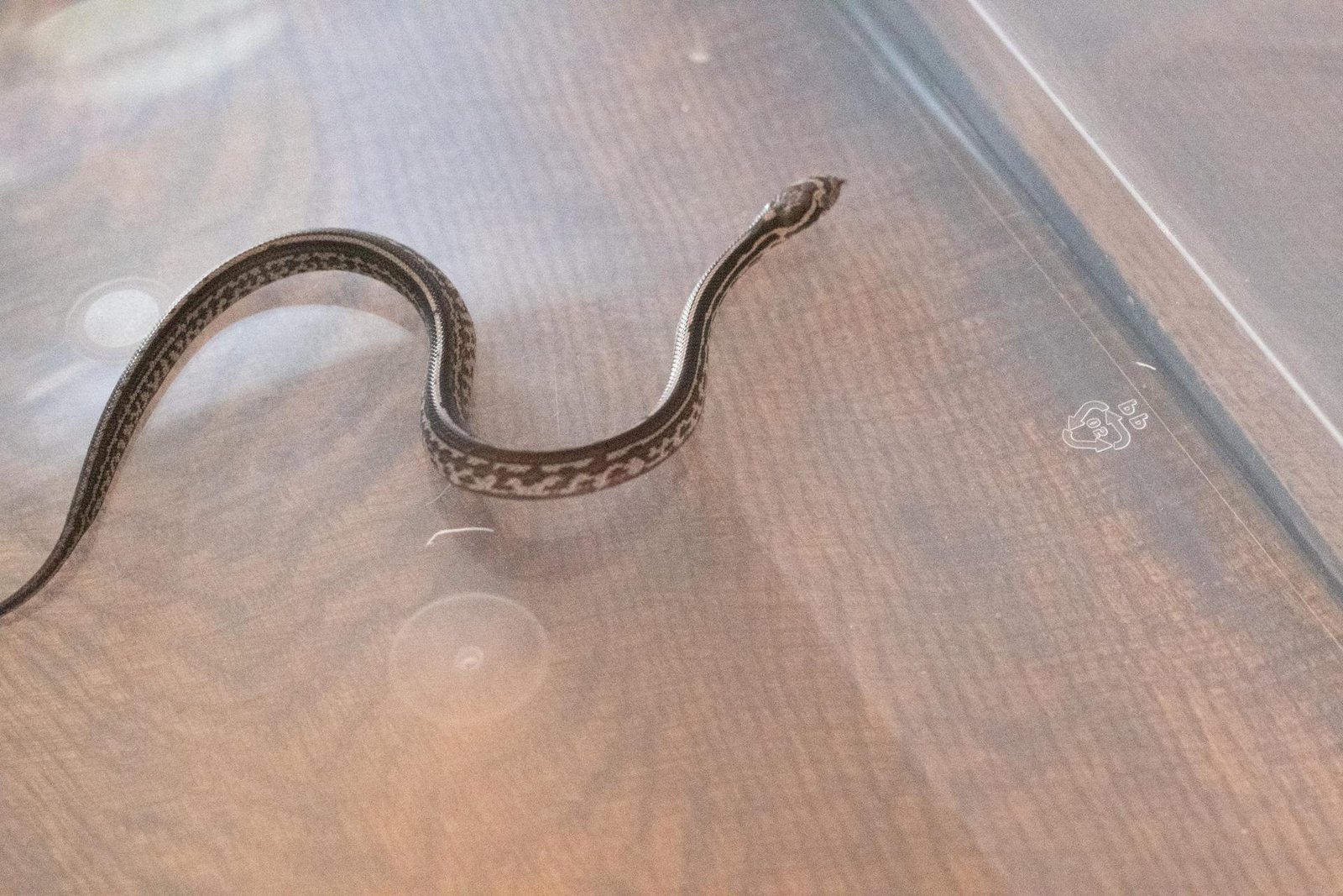 A tessera corn snake