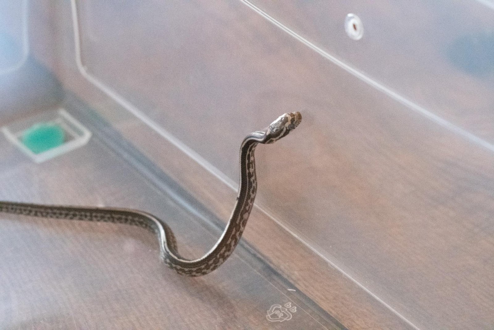 A tessera corn snake