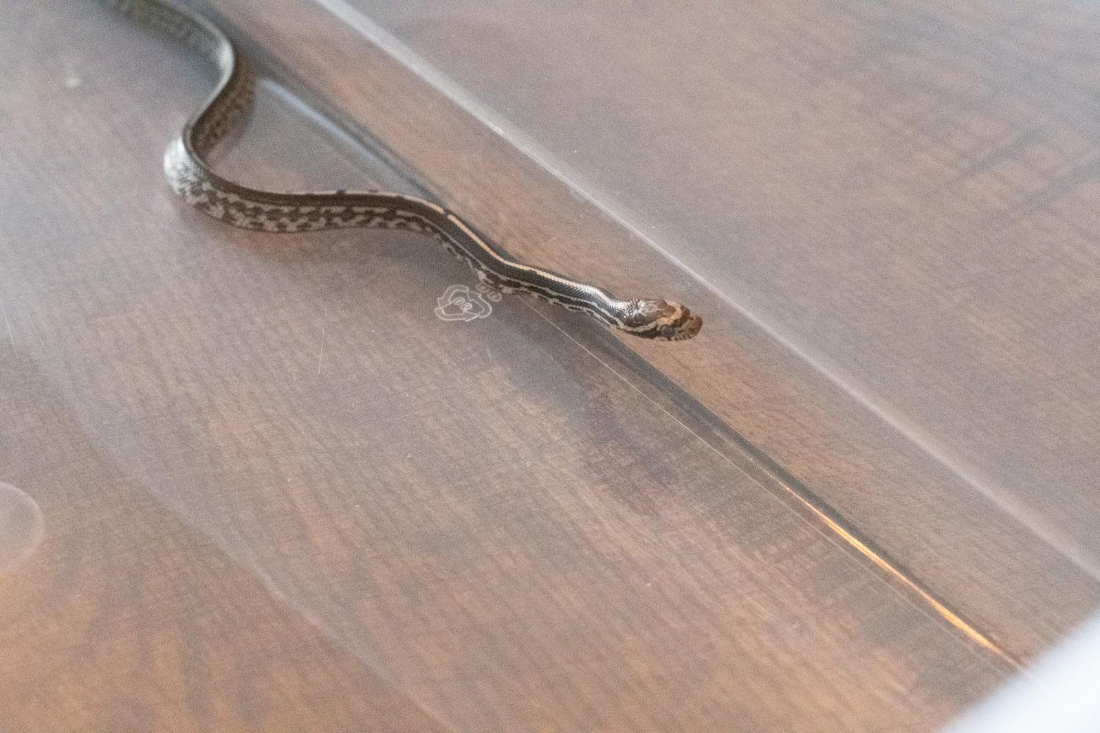 A tessera corn snake