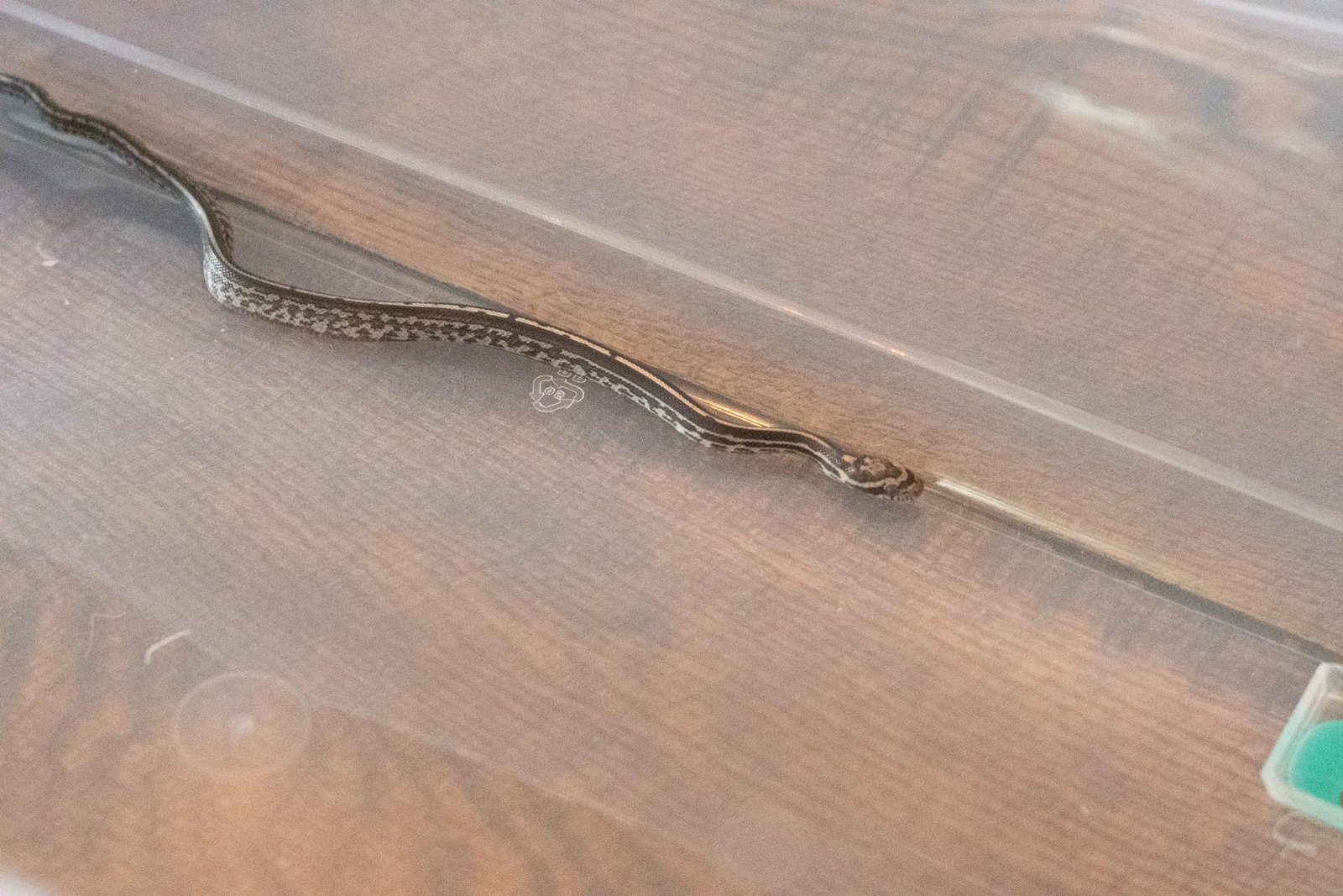 A tessera corn snake