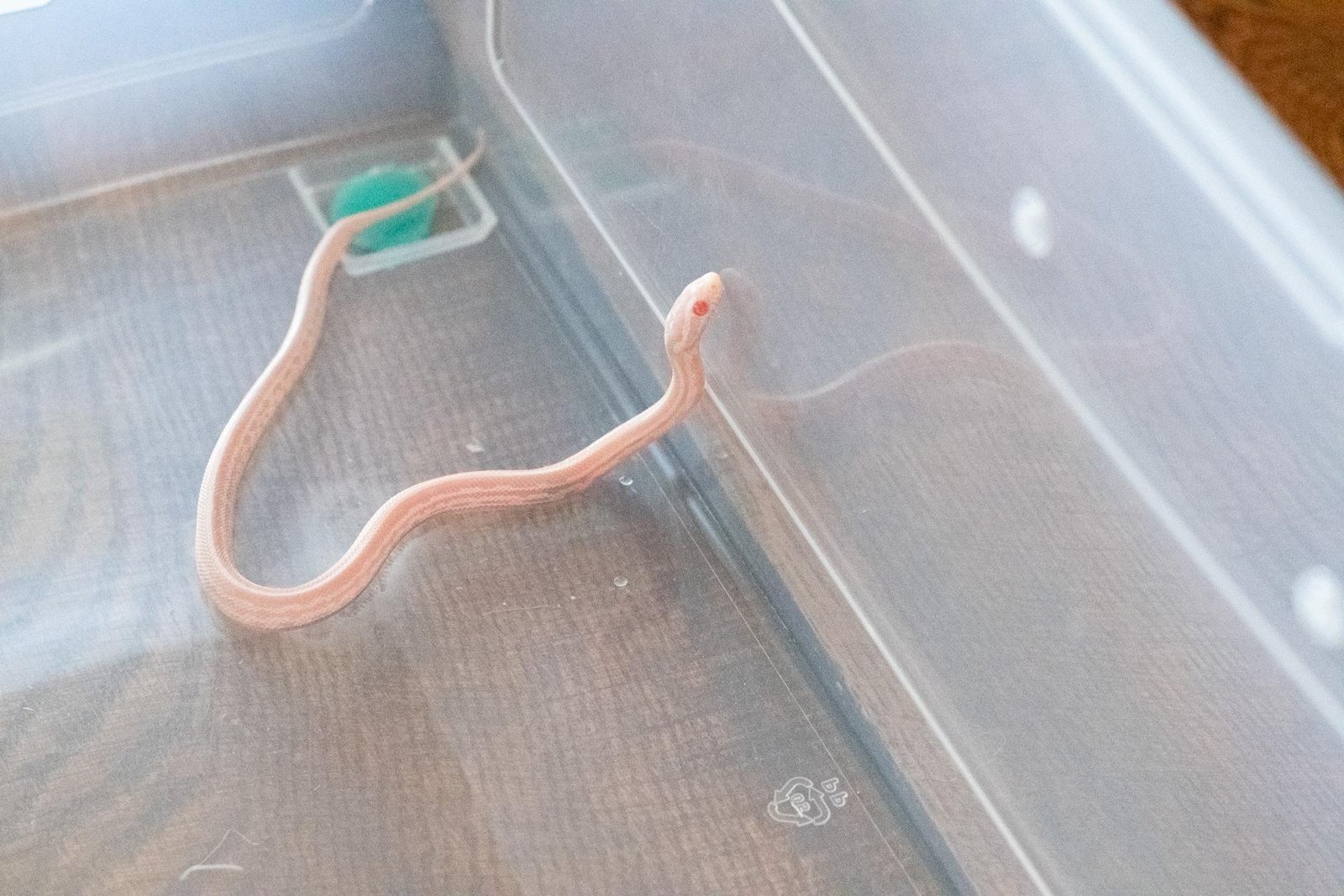 A snow tessera corn snake