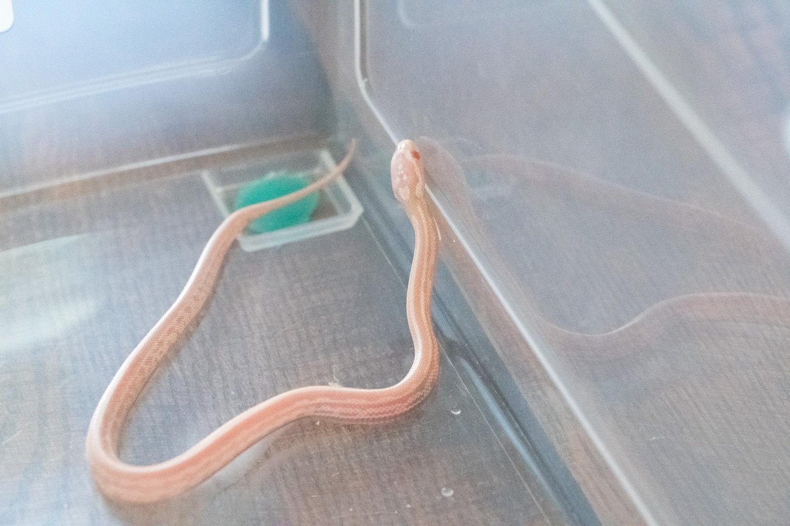 A snow tessera corn snake