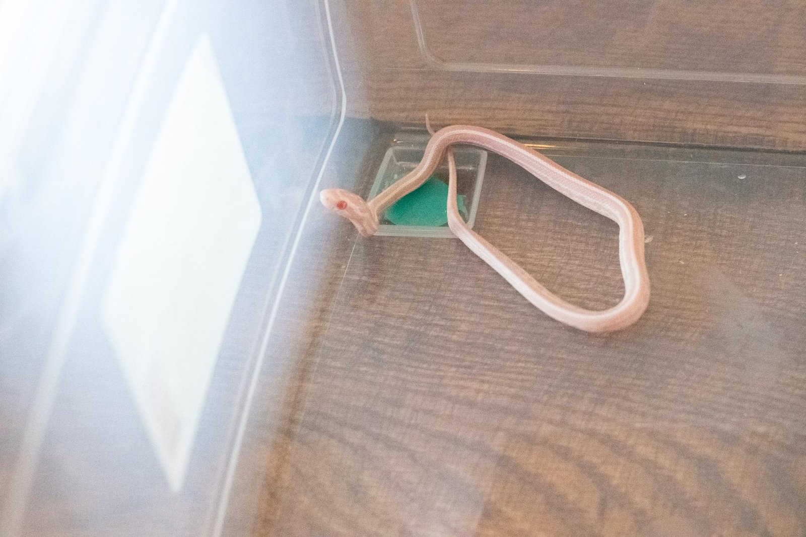 A snow tessera corn snake