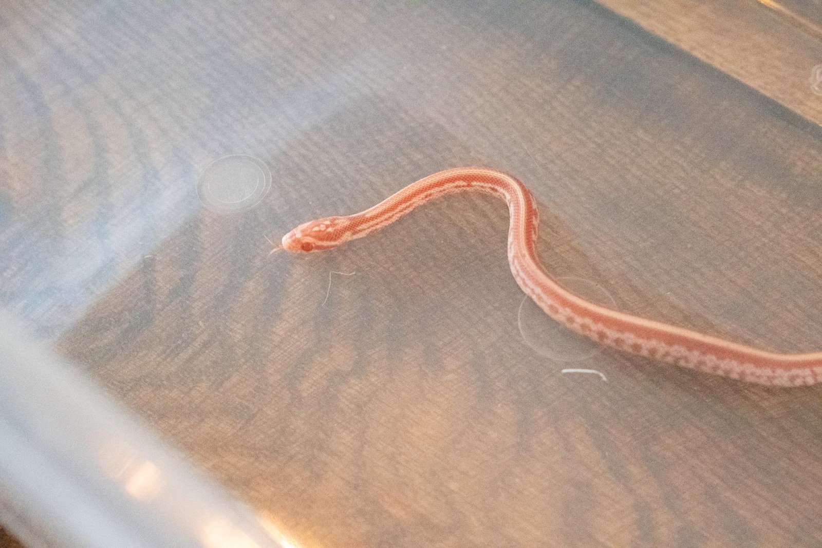 An amel tessera corn snake