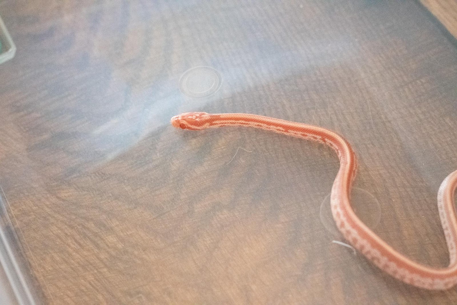 An amel tessera corn snake