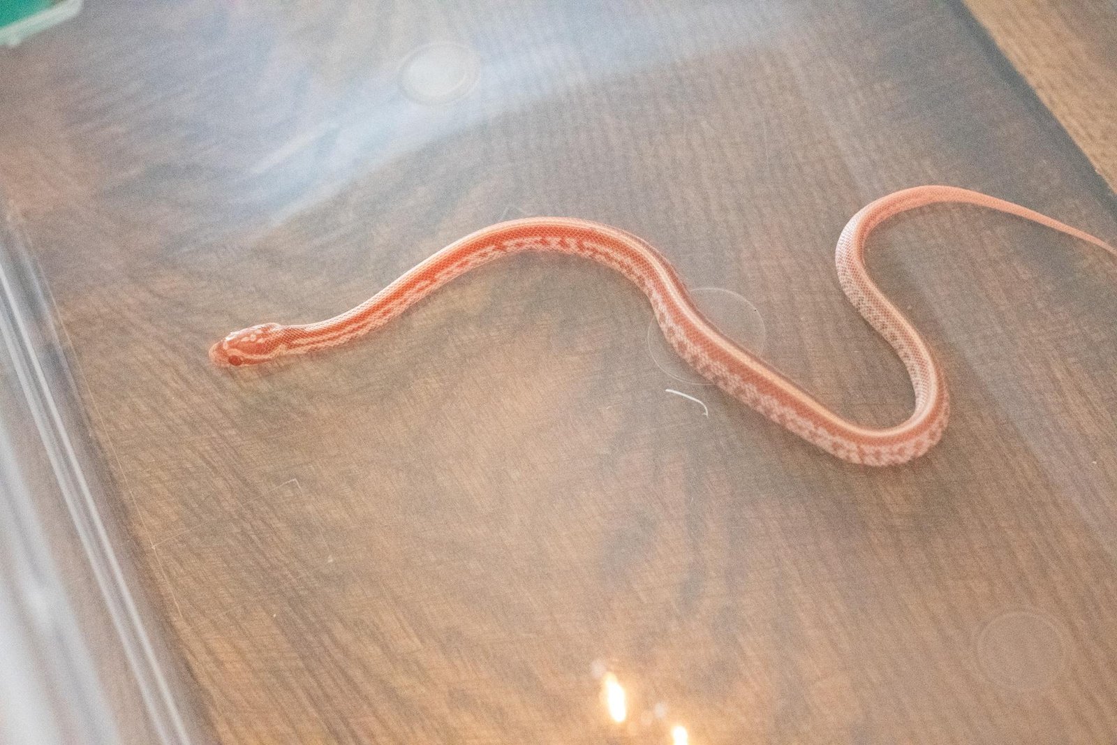 An amel tessera corn snake