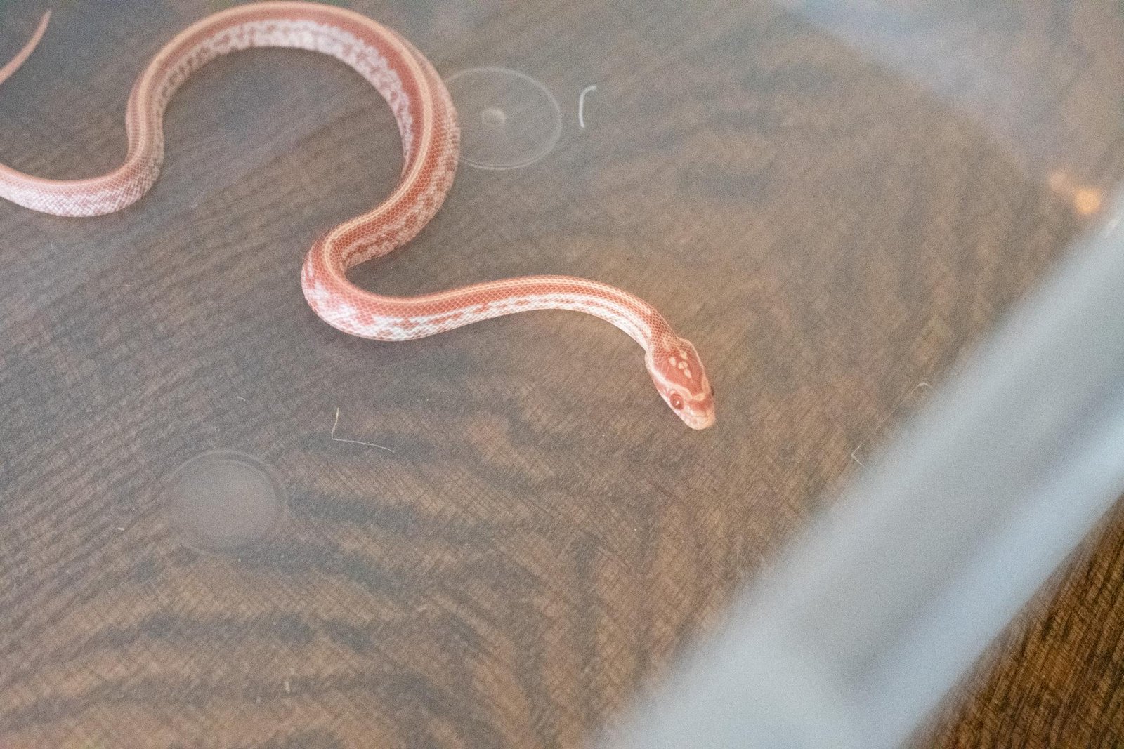 An amel tessera corn snake