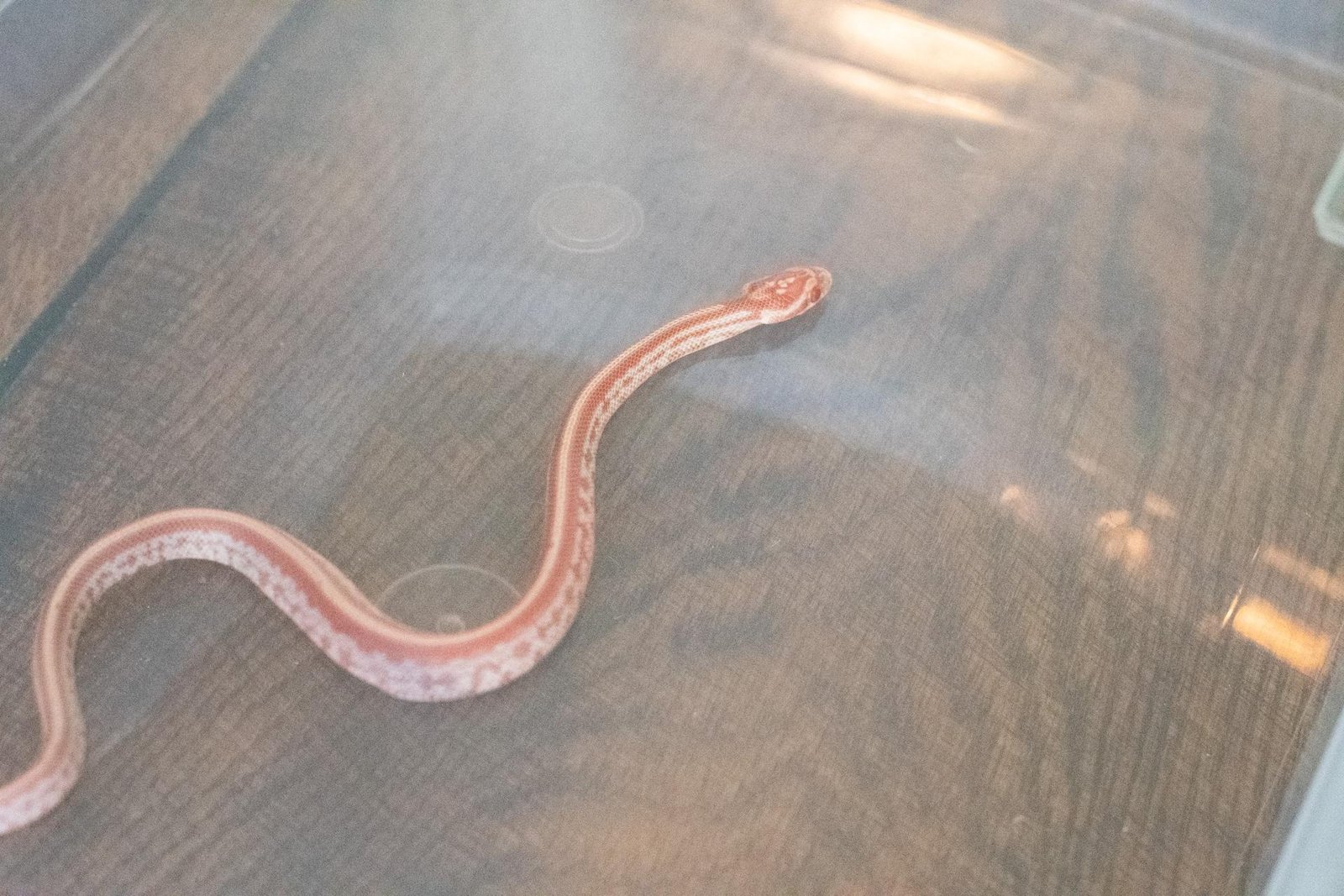 An amel tessera corn snake