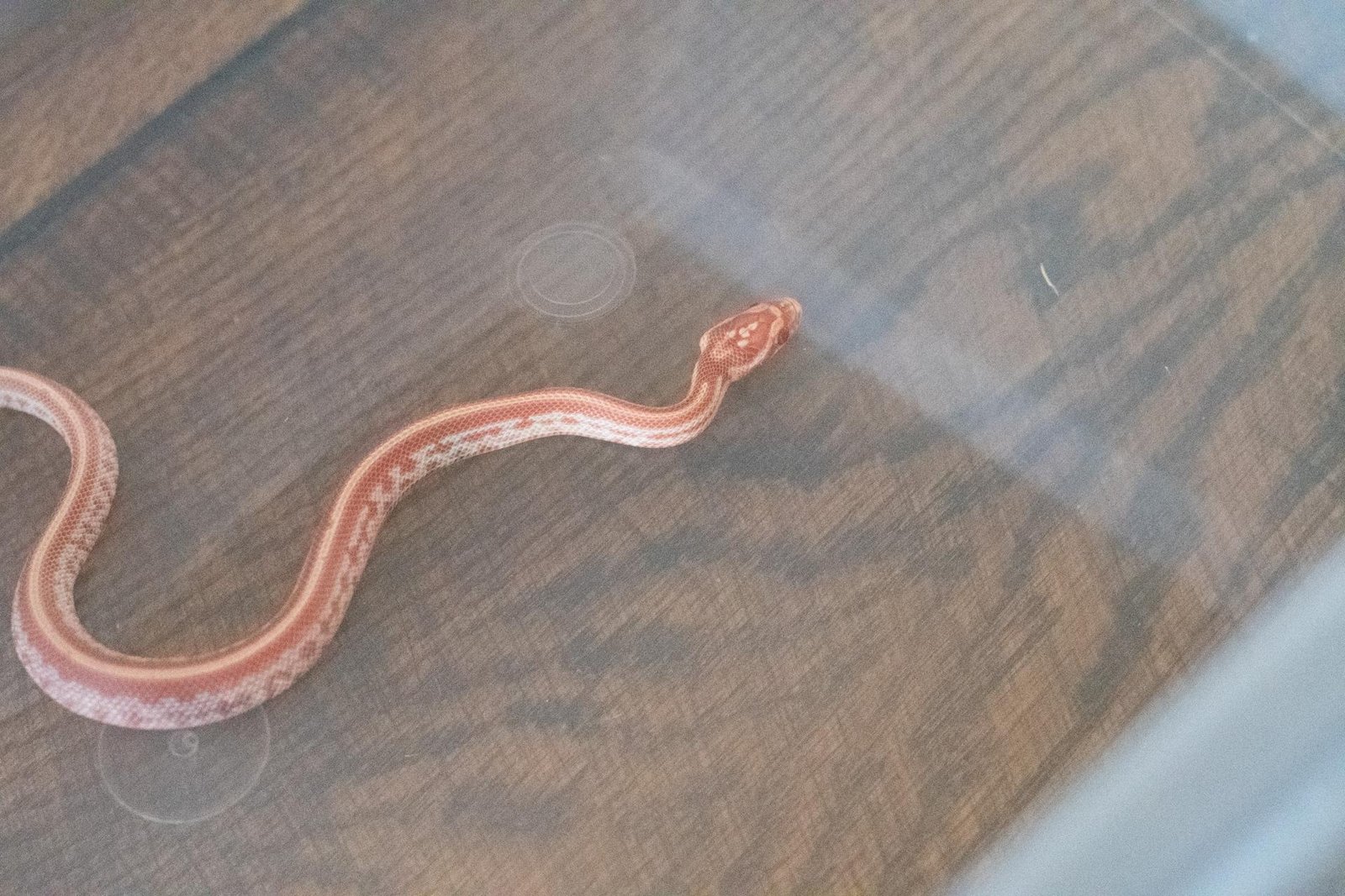 An amel tessera corn snake