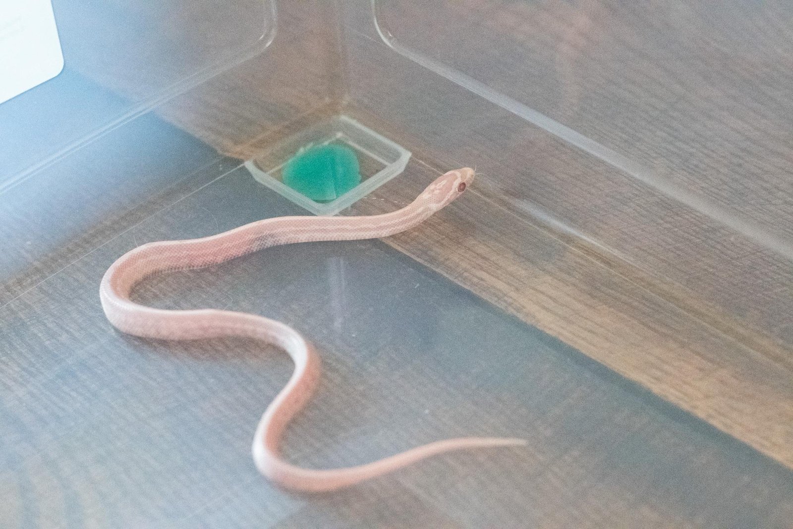 A snow tessera corn snake