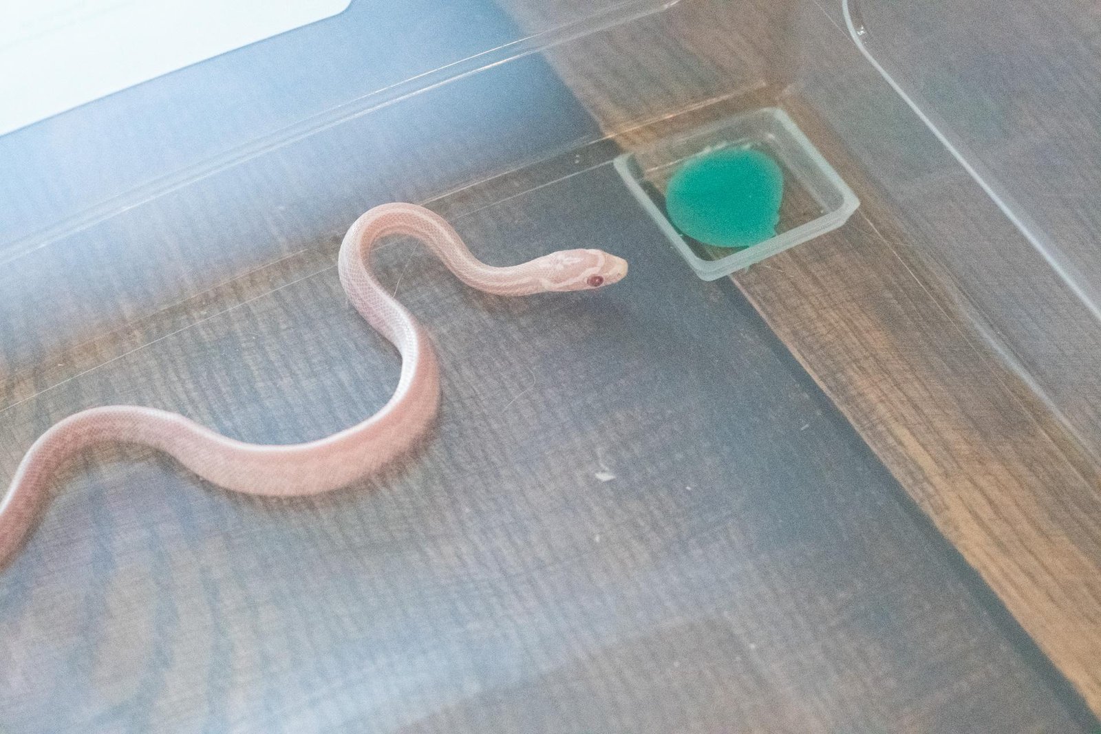 A snow tessera corn snake