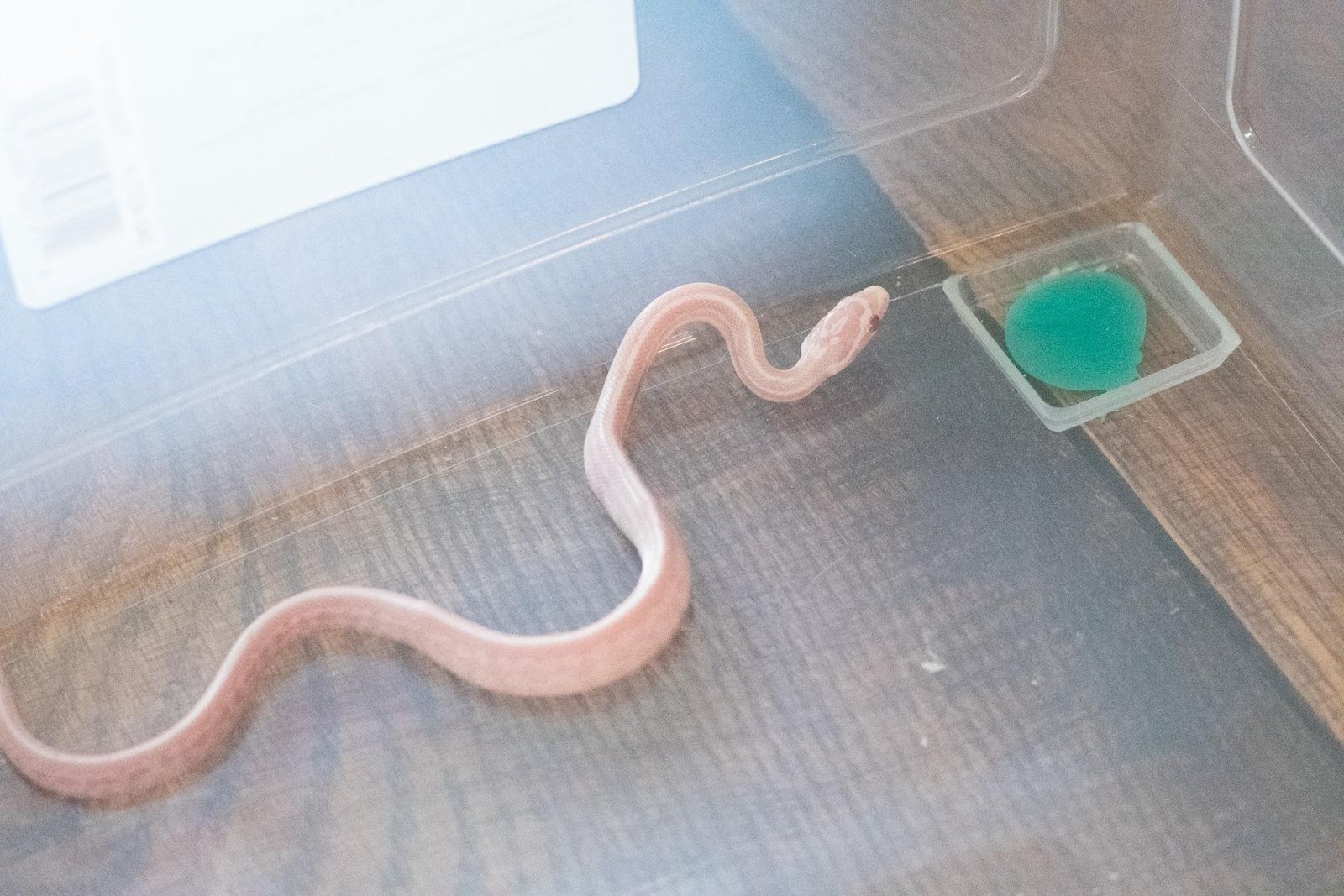 A snow tessera corn snake