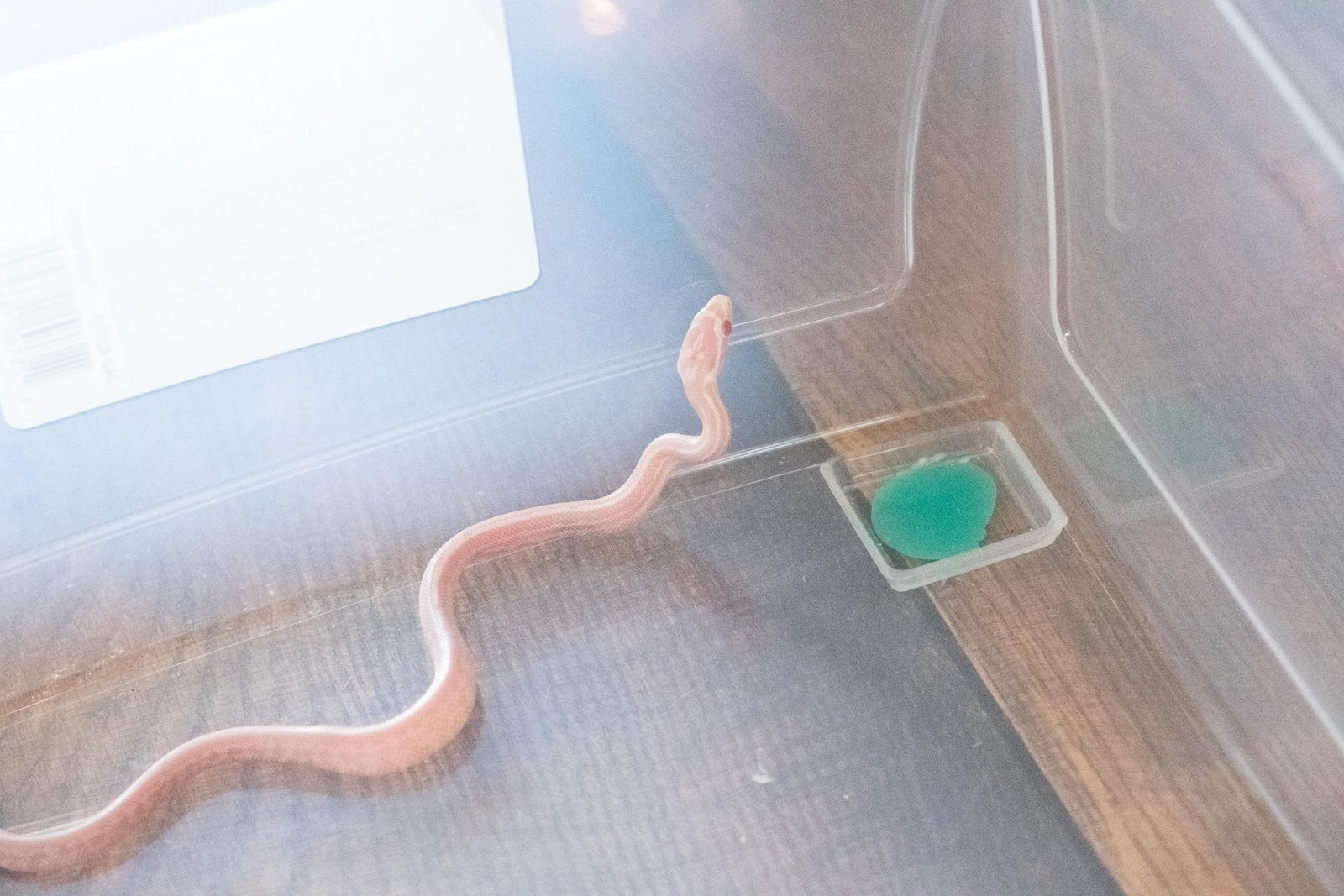 A snow tessera corn snake