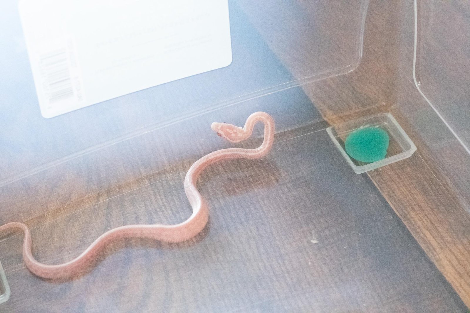 A snow tessera corn snake