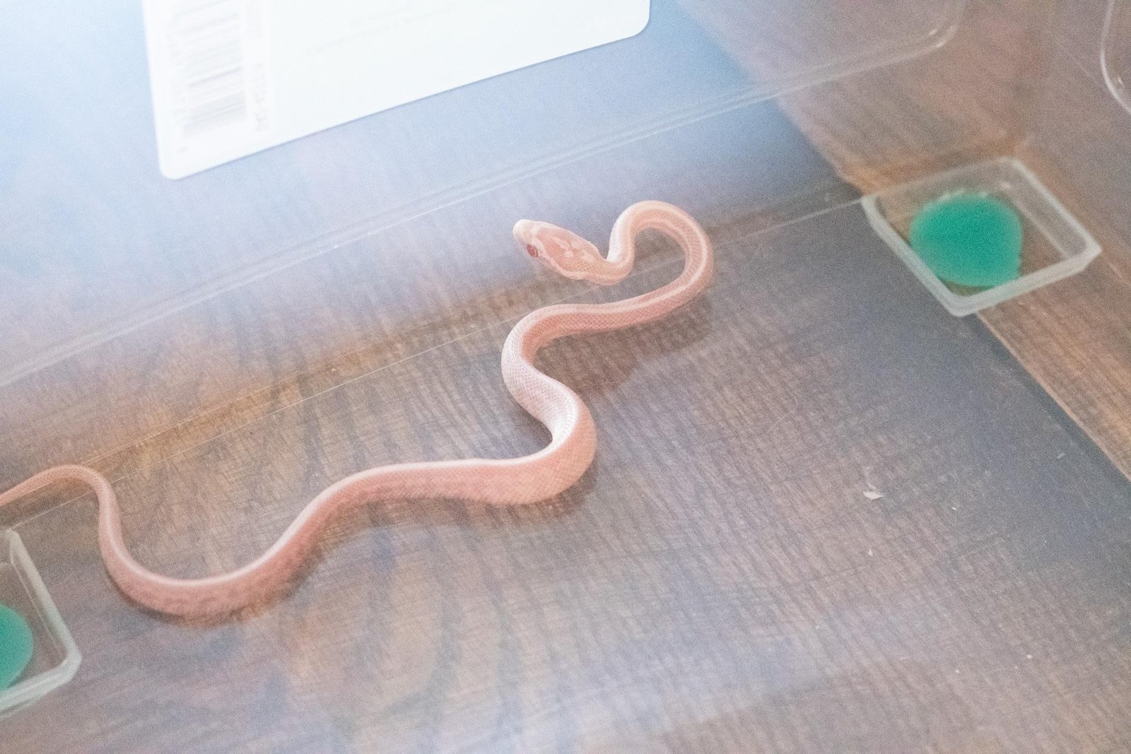 A snow tessera corn snake