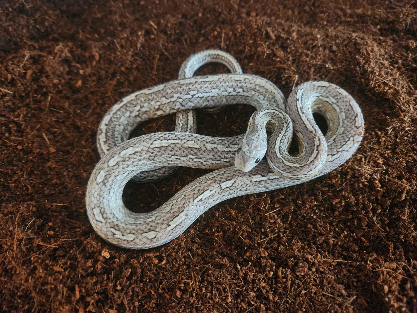 A cinder tessera corn snake in soil