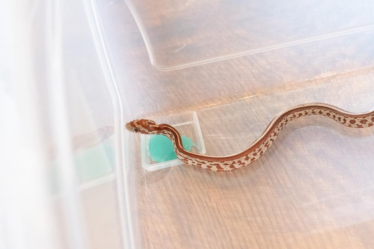 A tessera corn snake