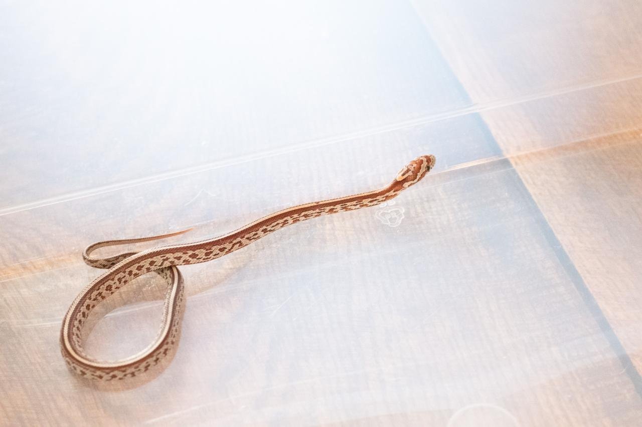 A tessera corn snake
