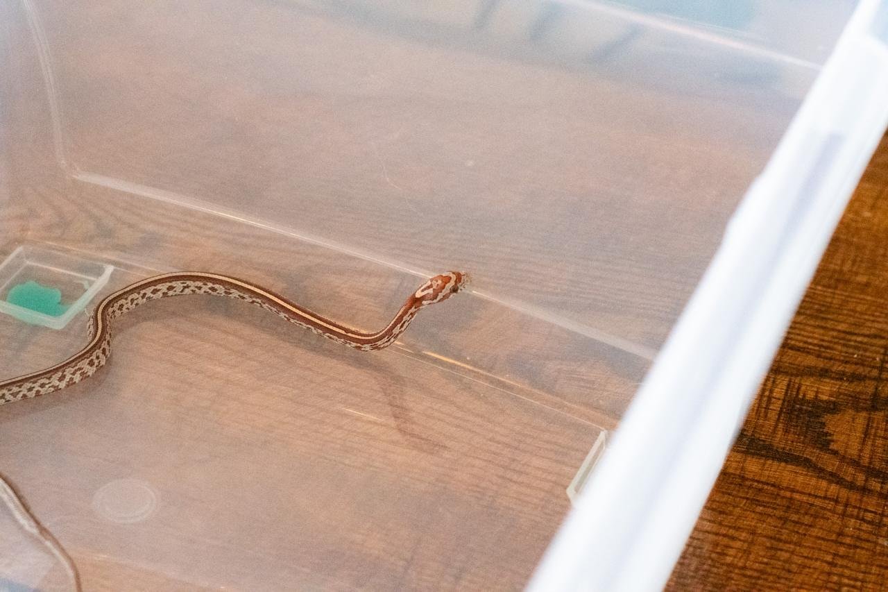 A tessera corn snake