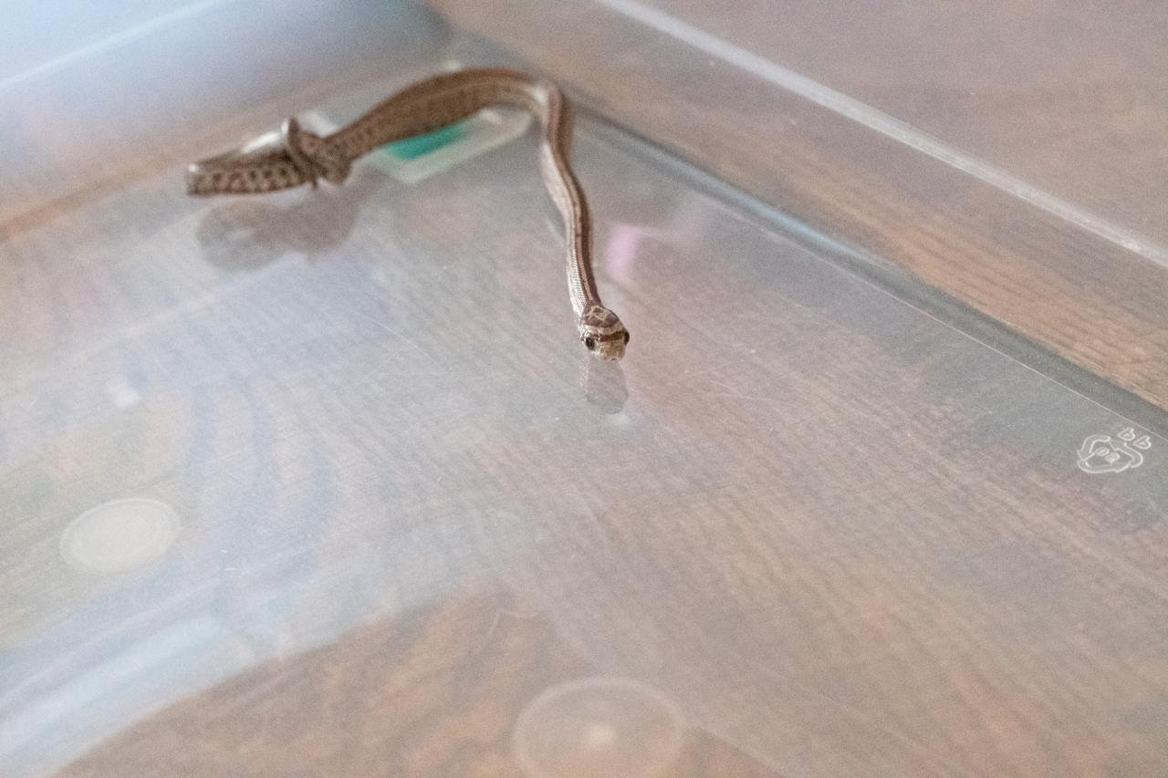 A tessera corn snake