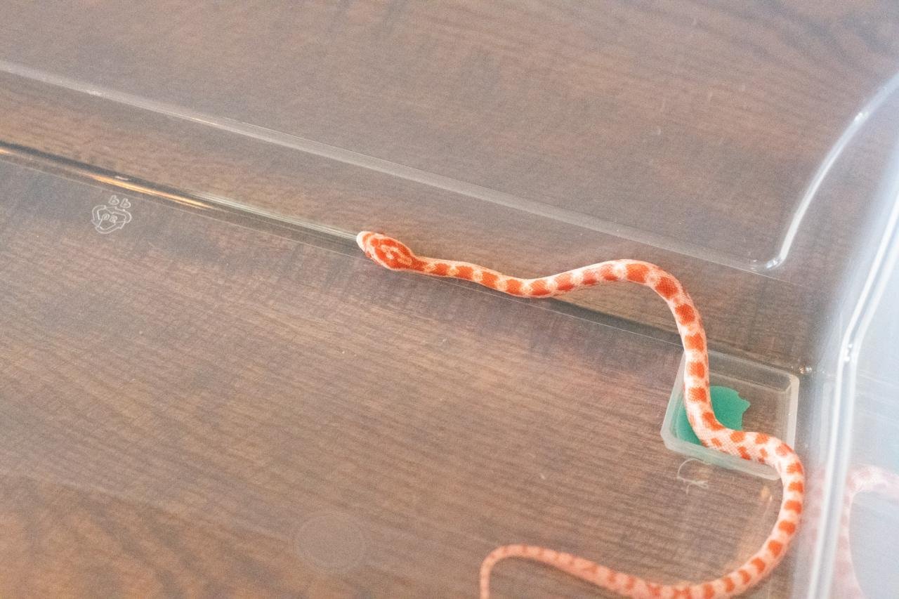 An amel corn snake