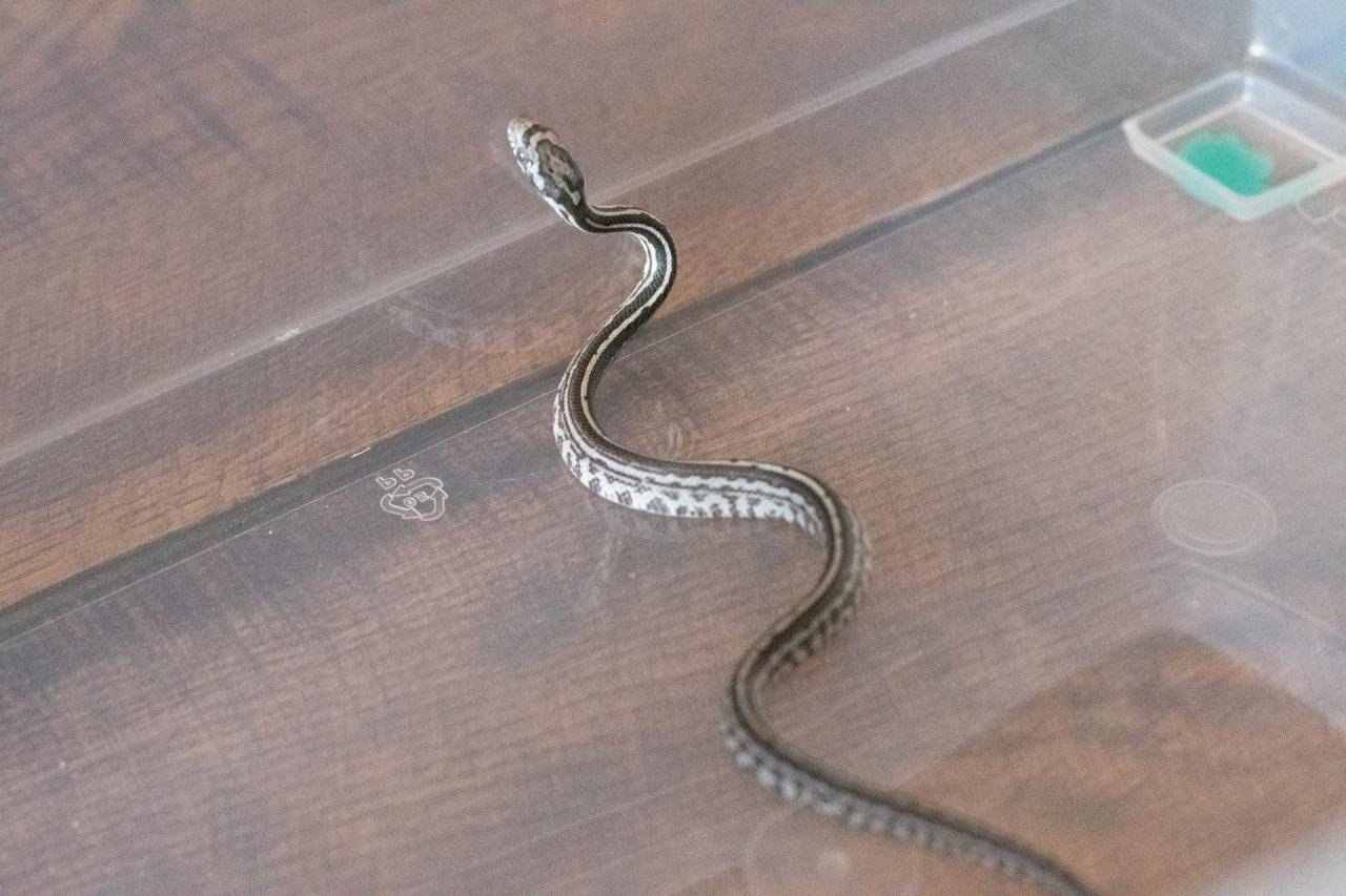 An anery tessera corn snake
