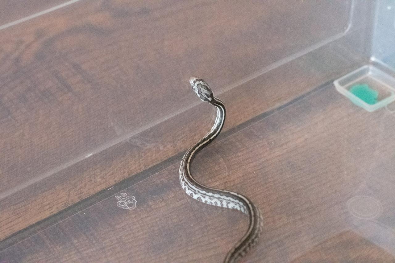 An anery tessera corn snake