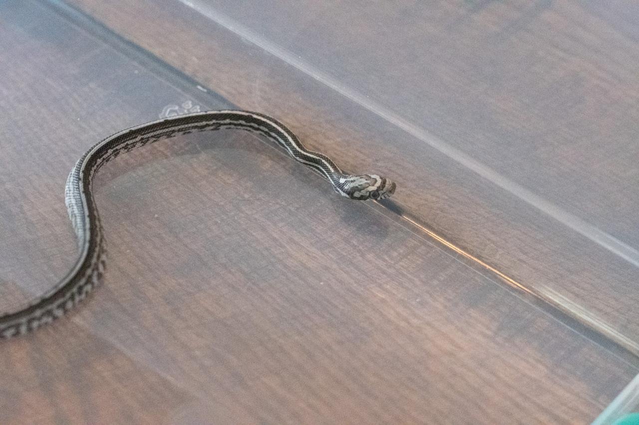 An anery tessera corn snake