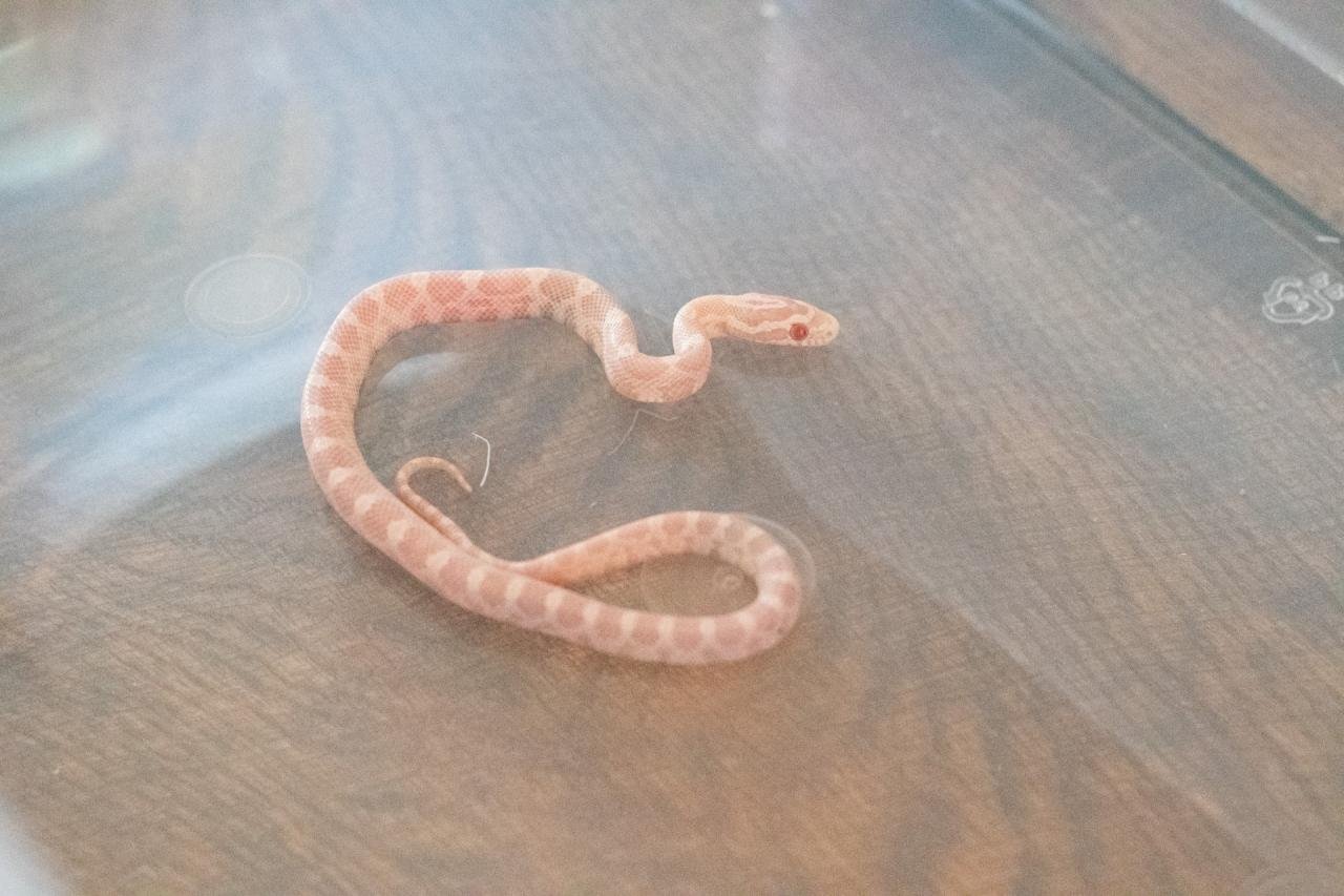 A snow corn snake