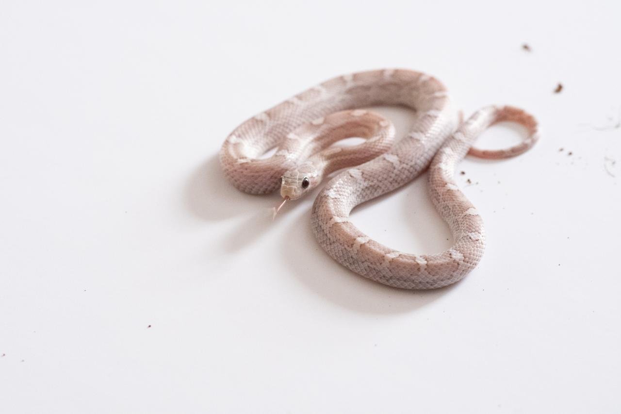 A juvenile cinder lava motley corn snake.