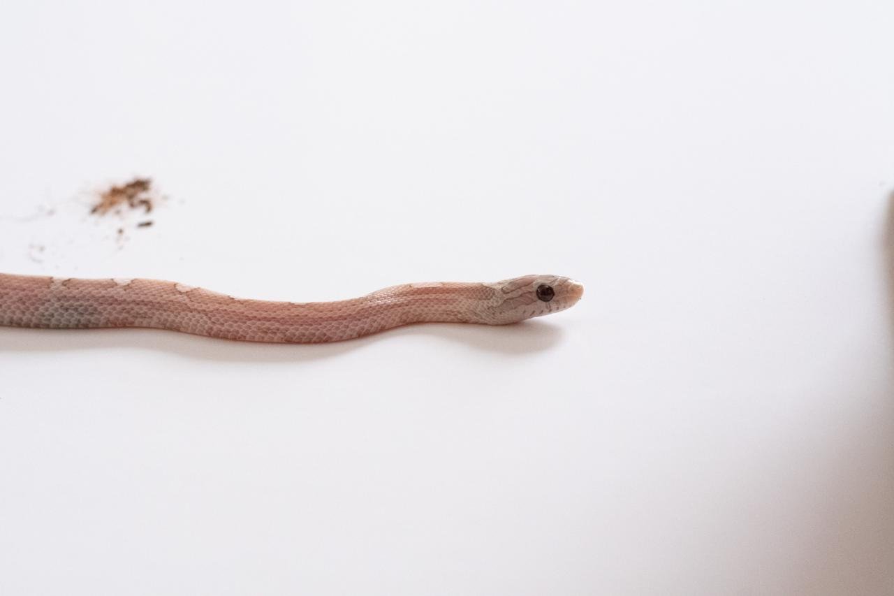 A juvenile cinder lava motley corn snake.