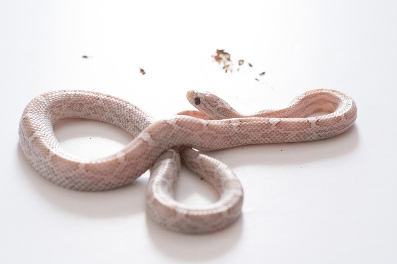A juvenile cinder lava motley corn snake.