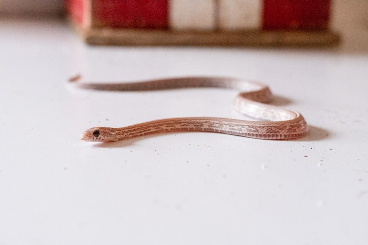 A juvenile lavender tessera corn snake.