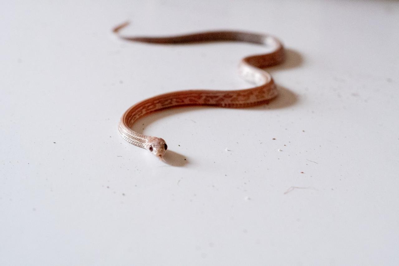 A juvenile lavender tessera corn snake.