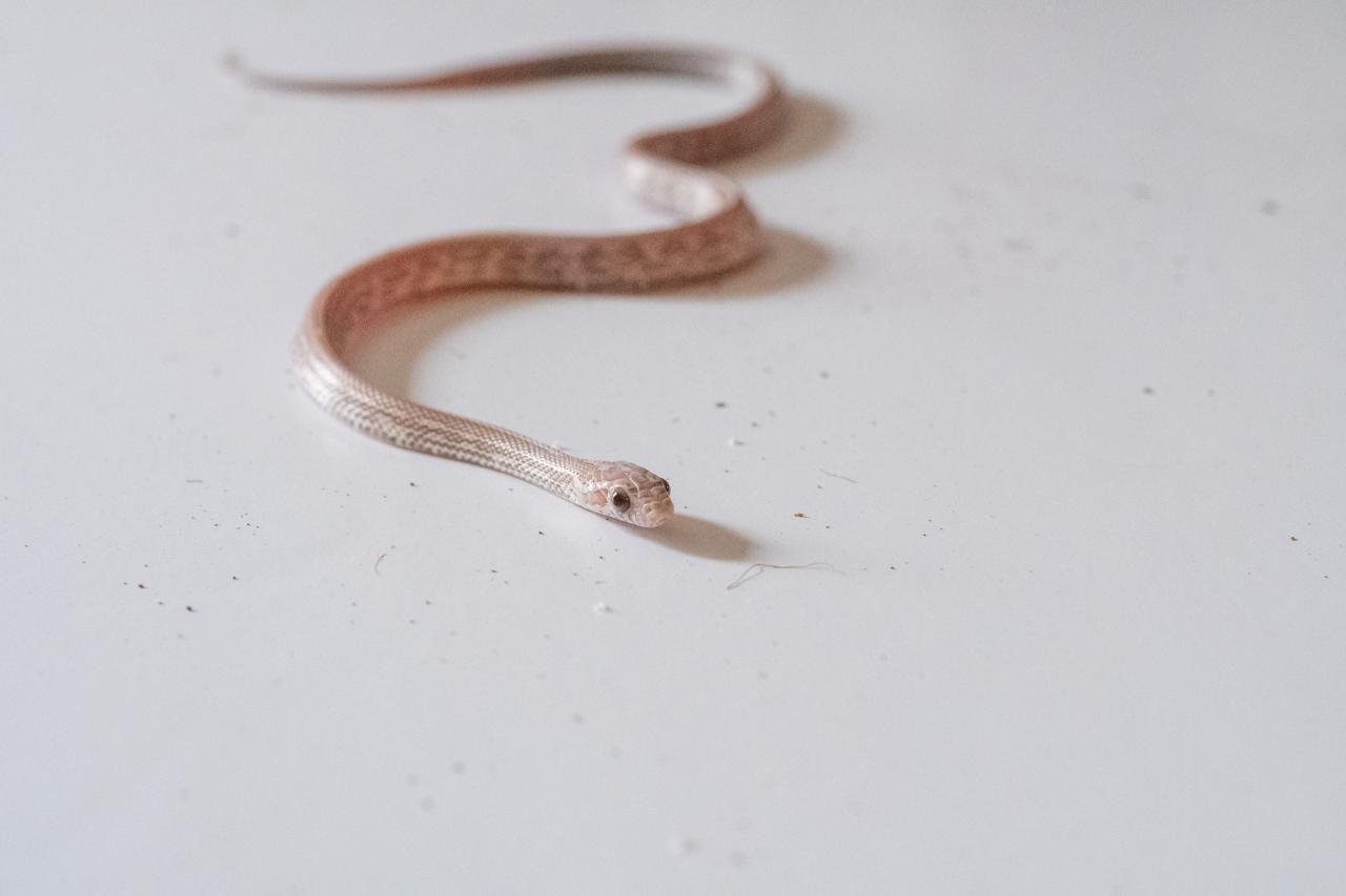 A juvenile lavender tessera corn snake.